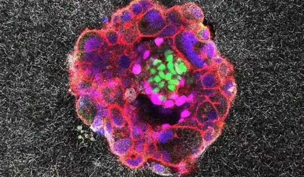 2025年,十大生命科学突破